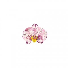 Phalaenopsis sp. | ORKİDE